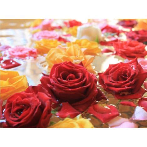 業務用花風呂の生バラ（薔薇）　約60輪