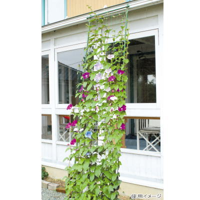 【送料無料】DAIM 第一ビニール 緑のカーテン 3m伸縮 ワイド800 ダークグリーン グリーンカーテン