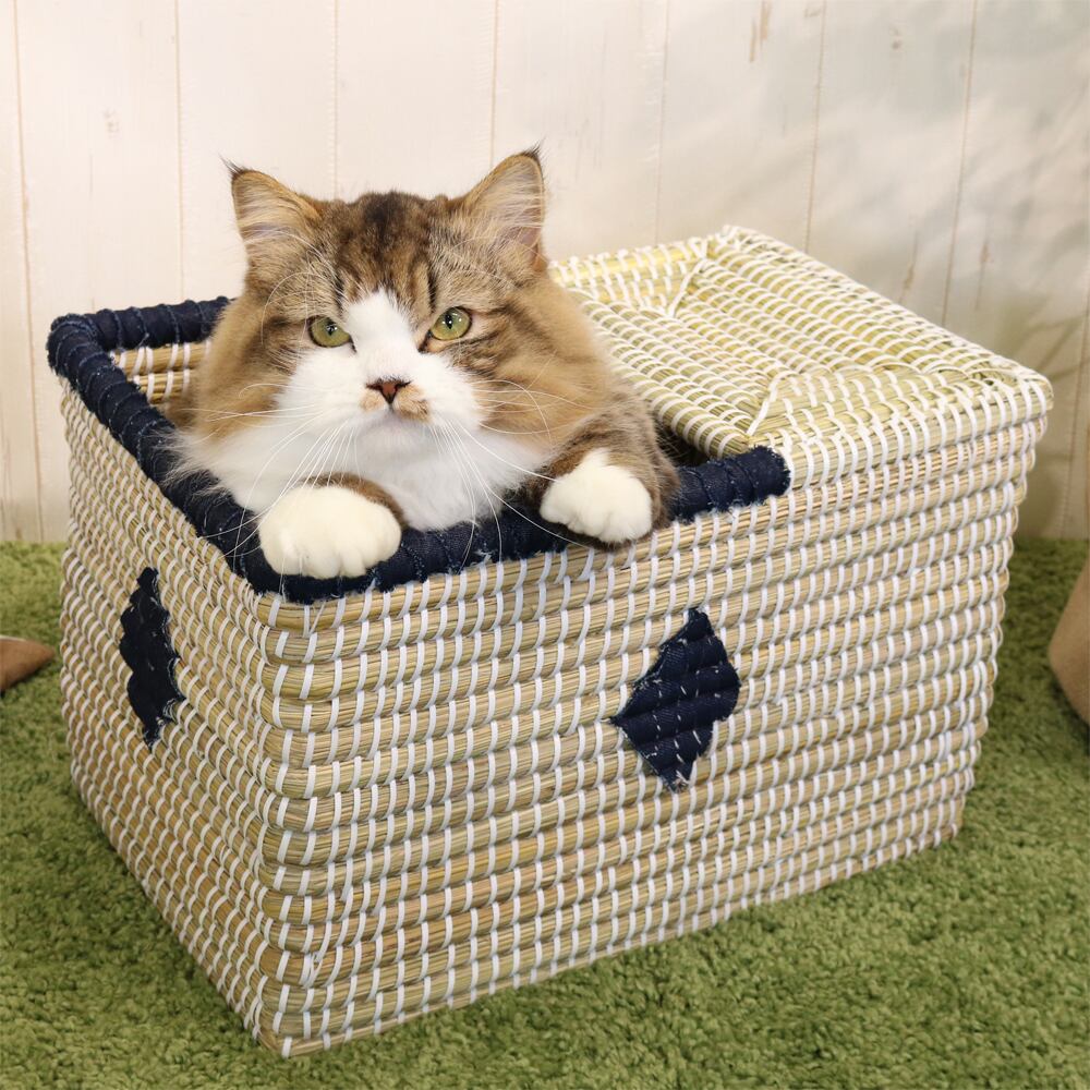 キャティーマン にゃんこのデニムちぐら ボックス オール