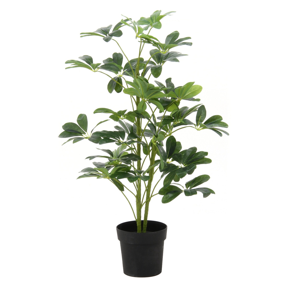 【送料無料】欠品中 次回5月上旬予定 不二貿易 フェイクグリーン ヤドリフカノキ 216 17281 【メーカー直送・代引不可・置配不可・配送地域限定】