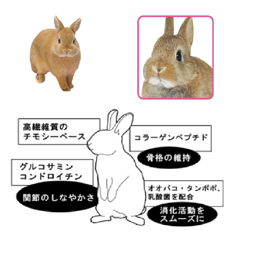 三晃商会 ラビット・プラス シニア・サポート 800g うさぎフード ×2個 セット販売 | ウサギ用品 | アークランドオンライン 三晃商会 ラビット・プラス シニア・サポート 800g うさぎフード ×2個 セット販売 | ウサギ用品 | アークランドオンライン