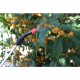 マルハチ産業 蓄圧式噴霧器 ハイパー 4L #4000