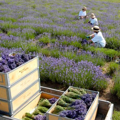 ܥ˥ 饯󥰥Хȡ130g