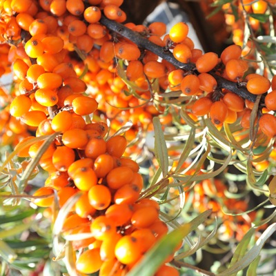 �ܥ��˥��� �����Хå������󥽡��ס�125g��