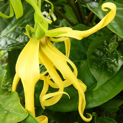 �ܥ��˥��� ����󥤥�󥷥����Х��ե������195ml��