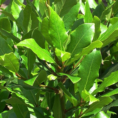 ܥ˥ 饯󥰥Хȡ130g