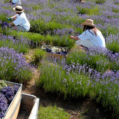 �ܥ��˥��� ��٥�����ȥ꡼�ȥ��ȥ��꡼���100g��