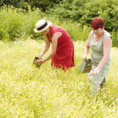 �ܥ��˥��� �Υ󥷥ꥳ�� ����ߡ��륷���ס���250ml��