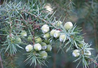 �ܥ��˥��� �Υ󥷥ꥳ�� �����ɥ����ס���250ml��