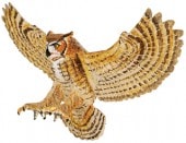 safari (���ե���) ����ꥫ��亮�ߥߥ��� 264429