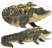 safari (���ե���) ���ꥲ������with�٥ӡ�259629