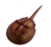 safari (ե) ֥ȥˡ261429