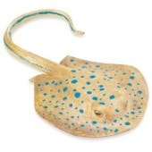 safari (ե) ꡼եƥ󥰥쥤 267329