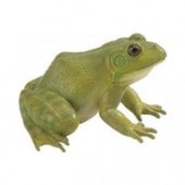 safari (���ե���) ����ꥫ���������� 268729