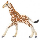 safari (ե) ߥᥭ()268529