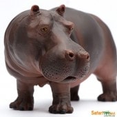 safari (���ե���) ����(��)270429