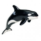 safari (ե) MB() 210202