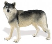 safari (���ե���) �������� WW 112689