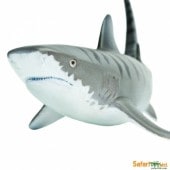 safari (ե) 㡼 202229