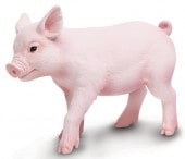 safari (���ե���)�ƥ֥� 265429