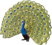 safari (���ե���)�����㥯 264629