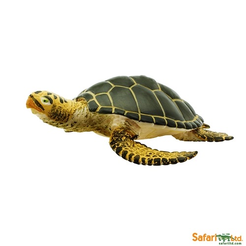 safari (���ե���)�������ߥ��� 274329