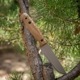 BPS ʥ ɥ٥㡼 CSHF  饤 ܥ ʥ,BUSHCRAFTER KNIFE Adventurer CSHF̵