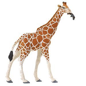 safari (���ե���) ���ߥᥭ���(��)268429