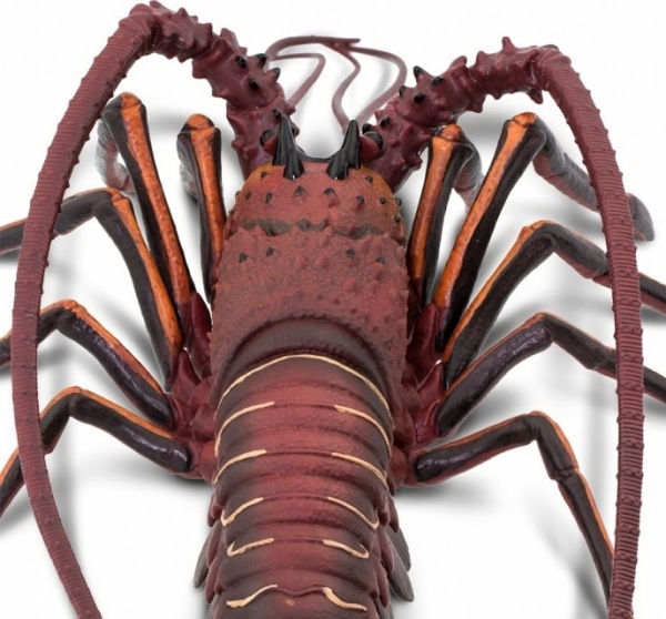 safari (���ե���) �������� �������� 100076 