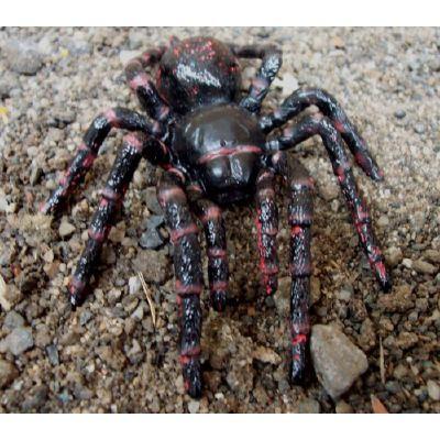 ��������&�ͥ����㡼 �������ȥ�ꥢ ����(���ɥˡ����祦������) 78082 (�ե����奢)