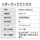 シダーウッド アトラス 精油 10ml 箱入り エッセンシャルオイル アロマオイル ASH AROMA