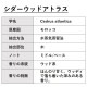 シダーウッド アトラス 30ml 【エッセンシャルオイル アロマオイル 精油 樹木系】【AEAJ表示基準適合認定精油】