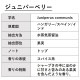 ジュニパーベリー 30ml 【エッセンシャルオイル アロマオイル 精油 スパイス系】【AEAJ表示基準適合認定精油】