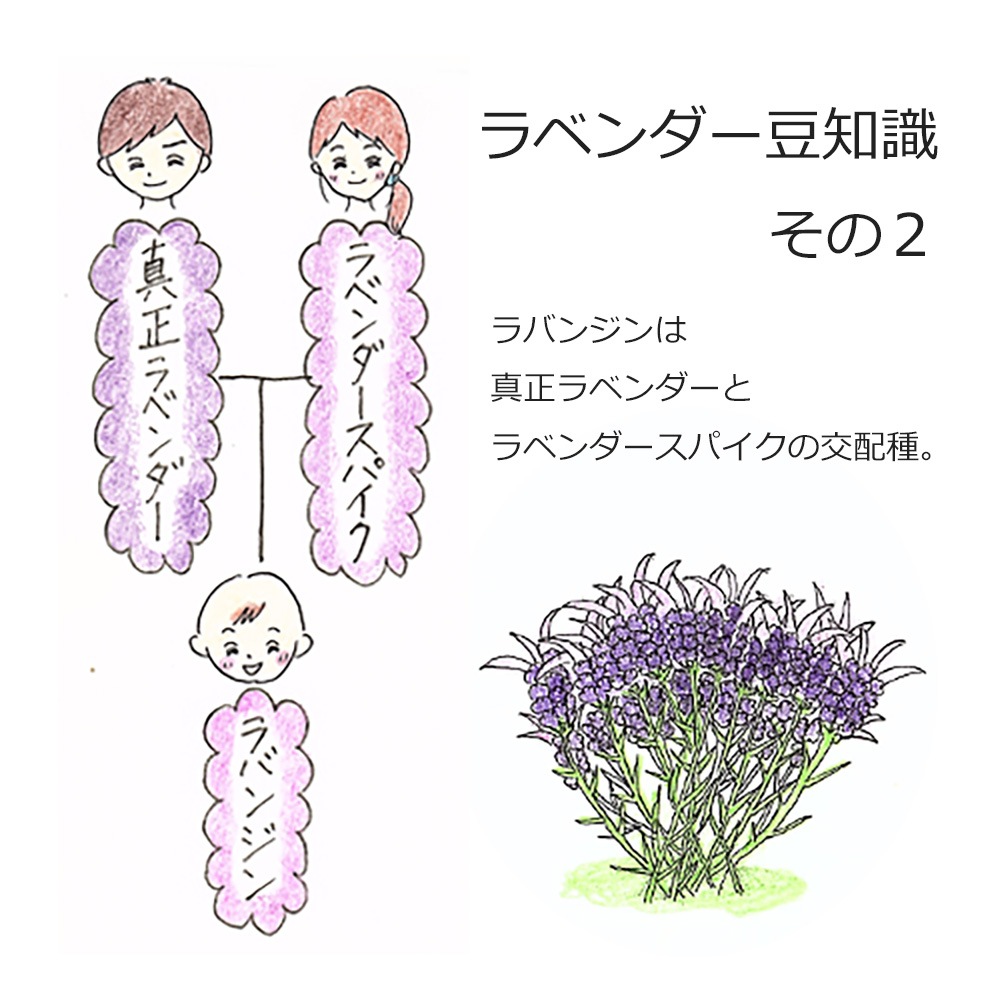 オーガニック ラベンダースパイク エッセンシャルオイル 50ml アロマオイル 精油 スパイクラベンダー AEAJ認定 天然 有機 Organic 業務用