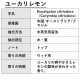 ユーカリレモン （シトリオドラ） 10ml 箱入り【エッセンシャルオイル アロマオイル 精油 樹木系】【AEAJ表示基準適合認定精油】