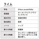 ライム 精油 10ml 箱入り エッセンシャルオイル アロマオイル ASH AROMA