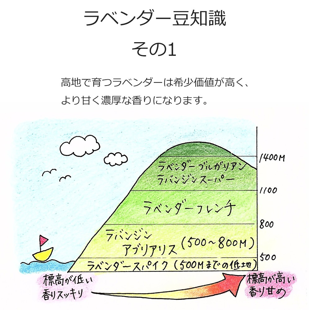 オーガニック ラベンダーブルガリアン エッセンシャルオイル 100ml アロマオイル 精油 AEAJ認定 天然 有機 Organic 業務用