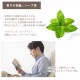ペパーミント 30ml 【エッセンシャルオイル アロマオイル 精油 ミント ハーブ系】【AEAJ表示基準適合認定精油】
