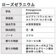 ローズゼラニウム 精油 10ml 箱入り エッセンシャルオイル アロマオイル ASH AROMA