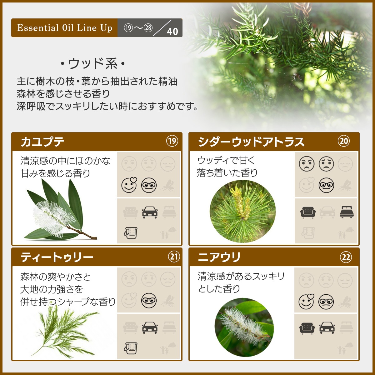 アロマオイル 選べる セット 10mlx5本 エッセンシャルオイル 精油 AEAJ認定 天然 アロマ 【送料無料】