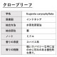 クローブリーフ 30ml 【エッセンシャルオイル アロマオイル 精油 スパイス系】【AEAJ表示基準適合認定精油】
