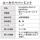 ユーカリペパーミント 30ml 【エッセンシャルオイル アロマオイル 精油 ユーカリディベス 樹木系】【AEAJ表示基準適合認定精油】
