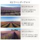 【ラベンダーアロマ3本セット】 アロマオイル 精油 5ml×3本 天然100% エッセンシャルオイル ラベンダー AEAJ表示基準適合 ASH AROMA【メール便送料無料】