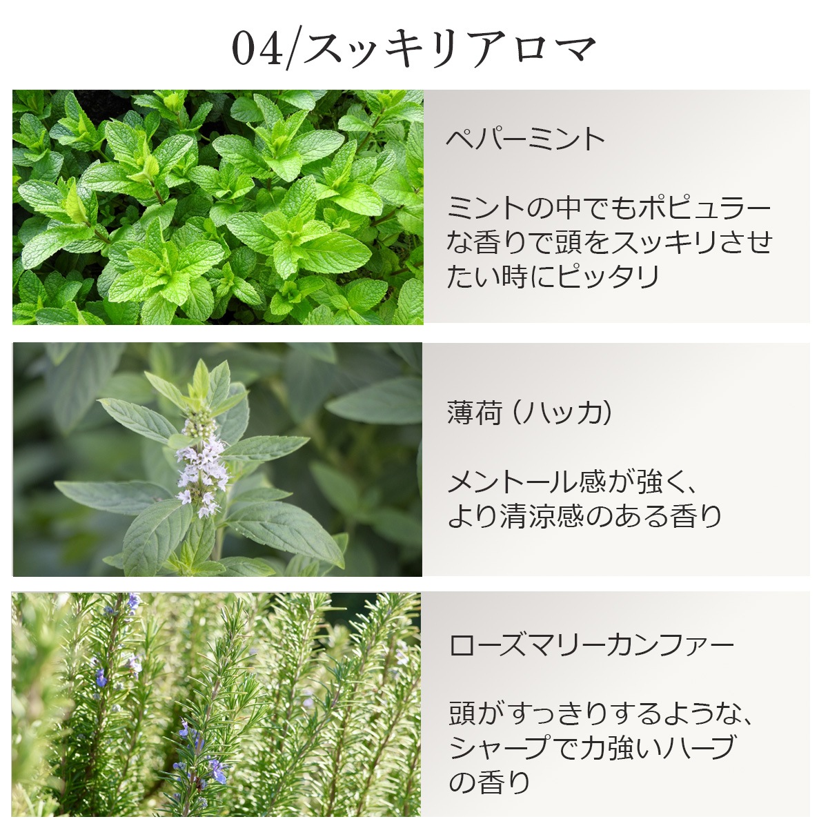 【スッキリアロマ3本セット】 アロマオイル 精油 5ml×3本 天然100% エッセンシャルオイル ミント ローズマリー AEAJ表示基準適合 ASH AROMA【メール便送料無料】