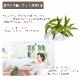 カユプテ 50ml 【エッセンシャルオイル アロマオイル 精油 樹木系】【AEAJ表示基準適合認定精油】