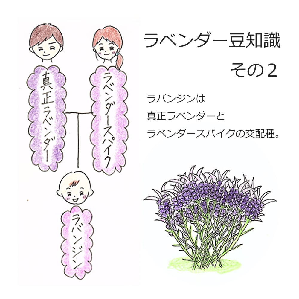 アロマオイルの通販はアッシュ - ASH AROMA
