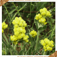 إꥯꥵ(⡼ƥ)3mL2025ޤǰ