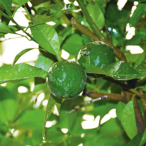 BLANC NEROLI�ʥ֥��ͥ����3mL