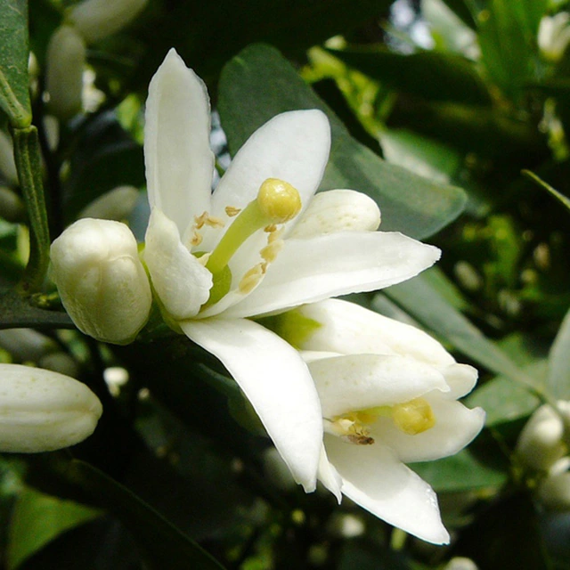 BLANC NEROLI�ʥ֥��ͥ����3mL