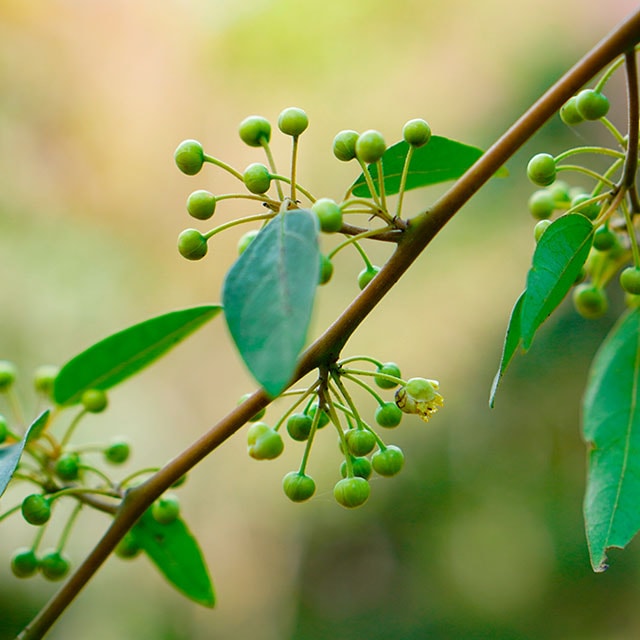 �ᥤ�����5mL